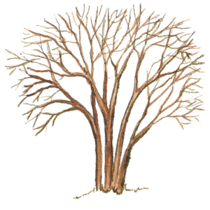 corylus avellana