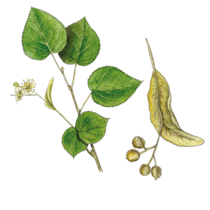 tilia cordata