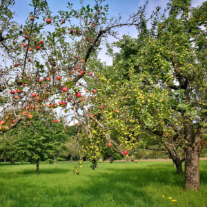 streuobstwiese